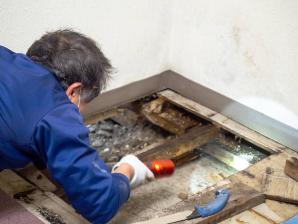 Best Water Damage Restoration  in Temecula, CA