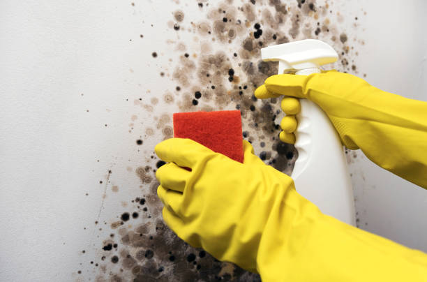 Best Residential Mold Removal  in Temecula, CA