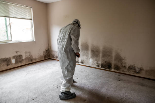Best Commercial Mold Removal  in Temecula, CA