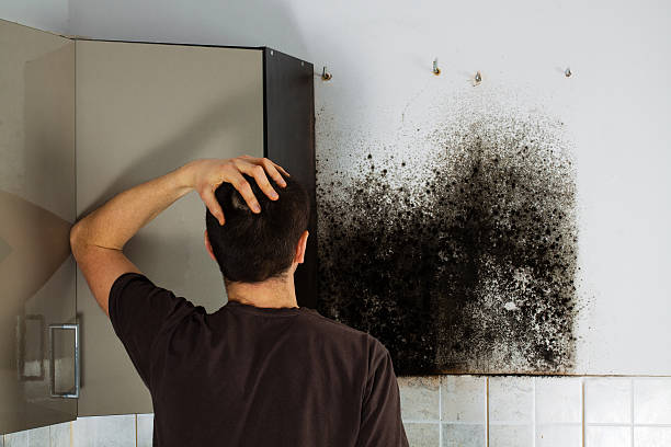 Best Same-Day Mold Removal  in Temecula, CA