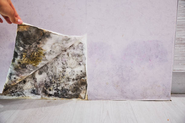 Best Toxic Mold Removal  in Temecula, CA